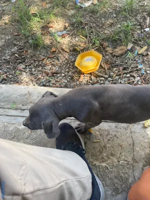 animales y mascotas - Pitbull Terrier  11