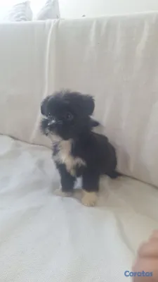 animales y mascotas - OFERTA CACHORRO SHIPOO AMBOS SEXO UBICADO EN HIGUEY Y TIENE SU VACUNAS AL DIA
 3