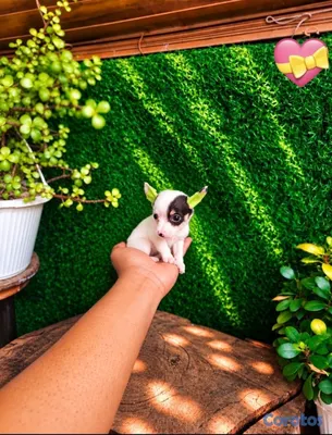 animales y mascotas - OFERTA CACHORRO CHIHUAHUA AMBOS SEXO UBICADO EN SANTO DOMINGO  3