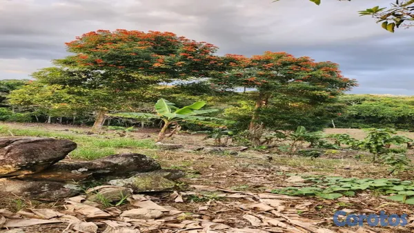 solares y terrenos - En Venta Finca Agricola en Villa Altagracia con Cacao, Aguacate y chinola 2