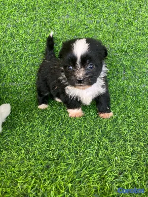 animales y mascotas - hermosos cachorritos de shipoo toy  8