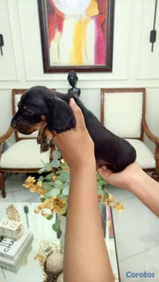 animales y mascotas - Perros salchicha cachorro dachshund o teckle 4
