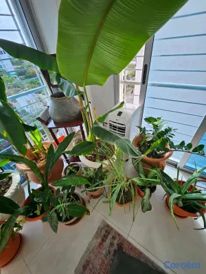 apartamentos - Apartamento amueblado en alquiler – Piantini
amueblado y sin amueblar  10