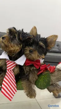 animales y mascotas - Yorkshire Terrier disponibles 3 hembras y 2 machos