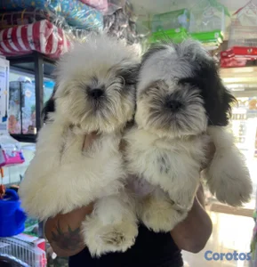 OFERTA CACHORRO SHIH TZU  MACHO EN UBICADO EN SANT