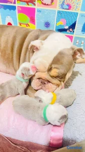 hermosos cachorrito Buldog inglés 