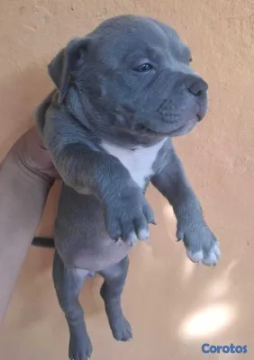 animales y mascotas - Cachorros American Bully Blue y Lilac 3