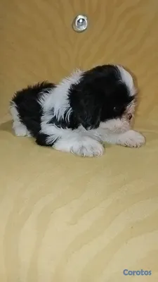 animales y mascotas - OFERTA CACHORRO SHIH TZU MACHO UBICADO EN SANTO DO 2