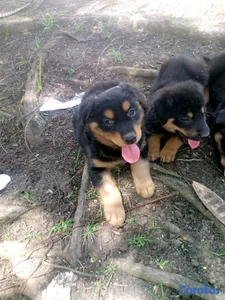 hermosos Cachorros de Rottwailer 