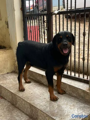 animales y mascotas - Cachorros Rottwailer Machos 3