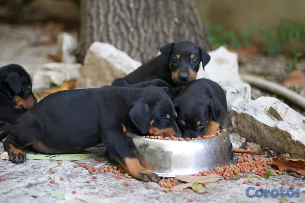 animales y mascotas - DOBERMAN Cachorros Puros 9