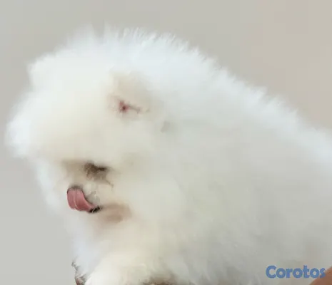 animales y mascotas - POMERANIA VEAS POMS | PARA QUIENES BUSCAN ALGO ESPECIAL 4