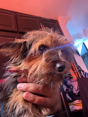 animales y mascotas - Yorkshire Terrier Hembra 3
