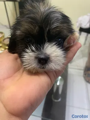 animales y mascotas - Hermosas Cachorras Shipoo, ( HEMBRAS ) madre Shitzoo Padre Shipoo DISPONIBLES, 8