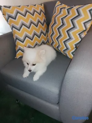 animales y mascotas - Cachorro mix de pomerania mini, con todas sus vacunas 2