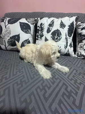 animales y mascotas - Cachorro Schnauzer Blanco (MACHO) 3