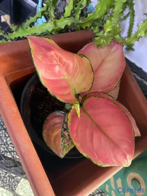 cursos y clases - Aprende a cuidar tus plantitas 2