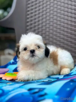 animales y mascotas - hermosos cachorritos shitzu toy 5