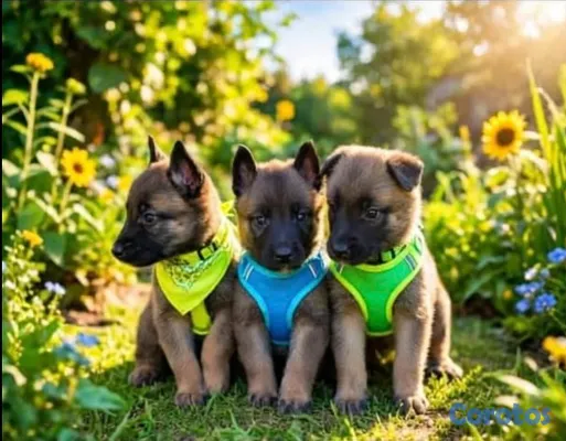animales y mascotas - Magníficos Malinois Pastor Belga Cachorros 2
