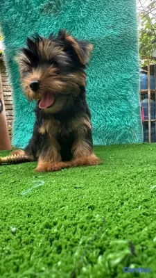 animales y mascotas - hermosos cachorritos de yorshire toy  3