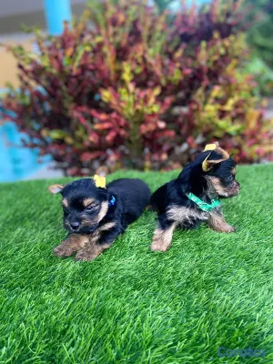 animales y mascotas - Cachorros Yorkies🐾🤍☺️ 4