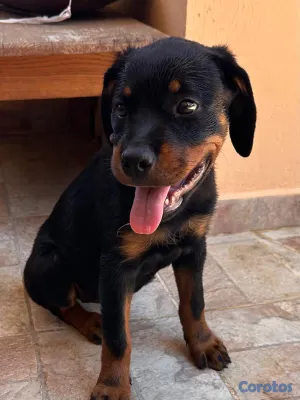 animales y mascotas - 🐾 Cachorros Rottweiler con Pedigree – Excelente Línea de Sangre 🐾 19