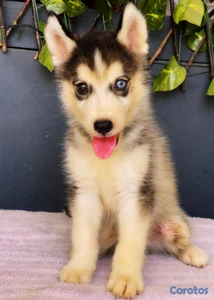 OFERTA CACHORRO HUSKY MACHO UBICADO EN SANTO DOMIN