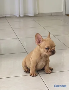 Bulldog frances hembras oferta