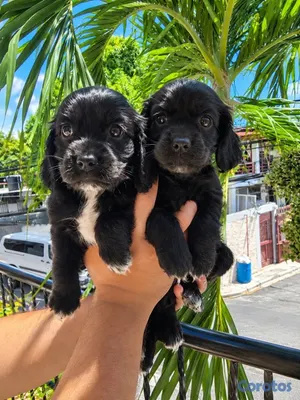 animales y mascotas - OFERTA CACHORRO COCKER SPANIEL AMBOS SEXO UBICADO EN SANTO D 2