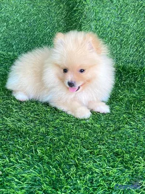 animales y mascotas - hermosos cachorritos pomerania mini  8