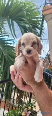 animales y mascotas - OFERTA CACHORRO COCKER SPANIEL MACHO UBICADO EN SANTO DOMINGO Y  3