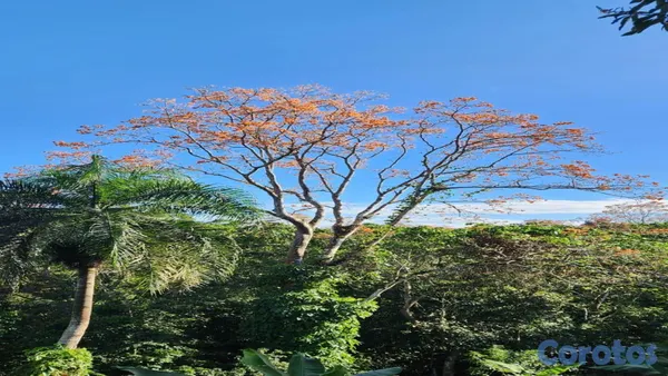 solares y terrenos - En Venta Finca Agricola en Villa Altagracia con Cacao, Aguacate y chinola 6