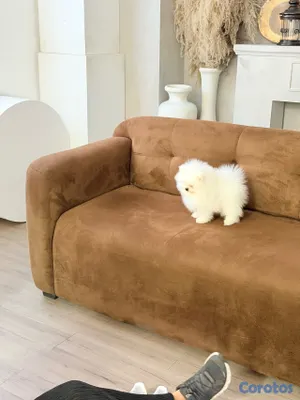 animales y mascotas - VEAS POMS | POMERANIA DE CALIDAD EN REPÚBLICA DOMINICANA 5