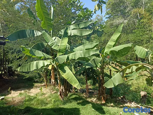 solares y terrenos - Propiedad En Los Mogotes, Villa Altagracia A Solo  9