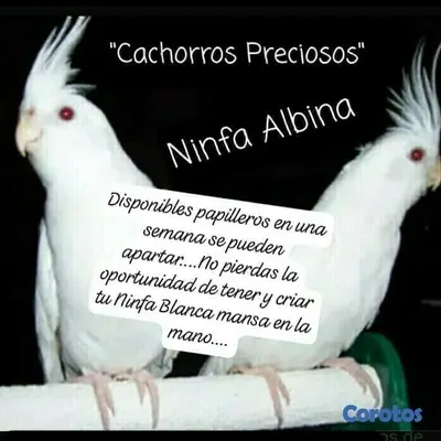 animales y mascotas - Aves Exóticas de todas las razas y Mutaciones.... 5