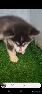 animales y mascotas - Husky siberiano macho  2