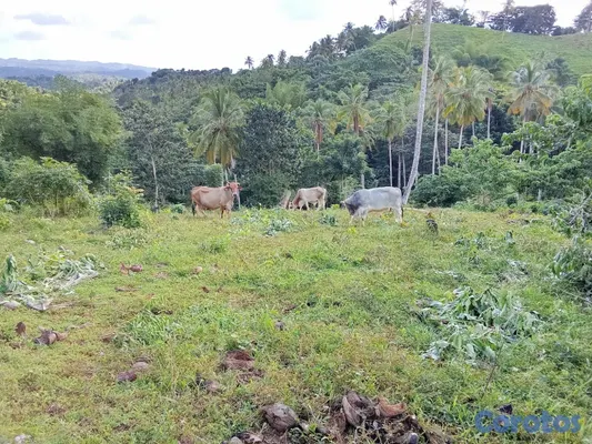 solares y terrenos - finca en venta en samana aproximadamente 50 tarea a 275 mil la tarea negociable  4