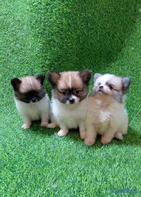 animales y mascotas - adorable cachorros pomerania macho 5