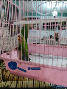 Agarponis pareja con su jaula
