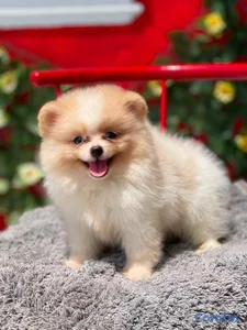 OFERTA CACHORRO POMERANIA MACHO UBICADO EN SANTO D