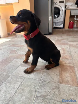 animales y mascotas - 🐾 Cachorros Rottweiler con Pedigree – Excelente Línea de Sangre 🐾 14