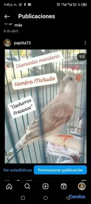 animales y mascotas - Aves Exóticas de todas las razas y Mutaciones.... 10