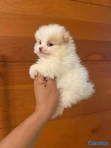 hermosos cachorritos pomerania mini