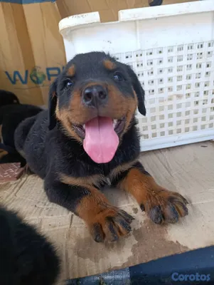 animales y mascotas - Cachorros Rottwailer Ambos sexo 6
