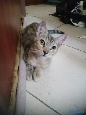 animales y mascotas - Gatita cazadora profesionañ 2