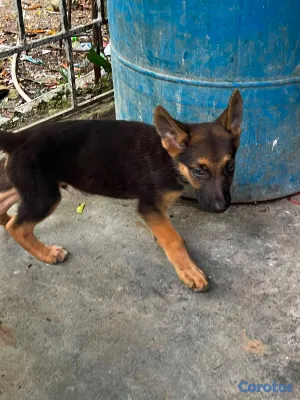 animales y mascotas - Cachorros Pastor aleman ambos sexo  2