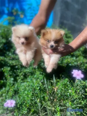 animales y mascotas - Cachorros Pomerania 🤍🐶🐾
Macho y hembra 2