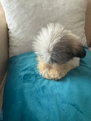 animales y mascotas - vendo cachorros shit tzu raza pura  9