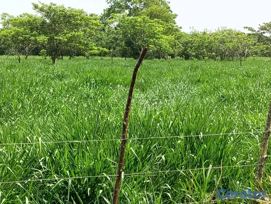solares y terrenos - finca de 3000 tareas con vocación agrícola en Monte Plata  5