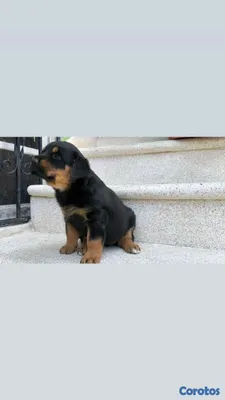 animales y mascotas - hermosos Cachorros de Rottwailer  9